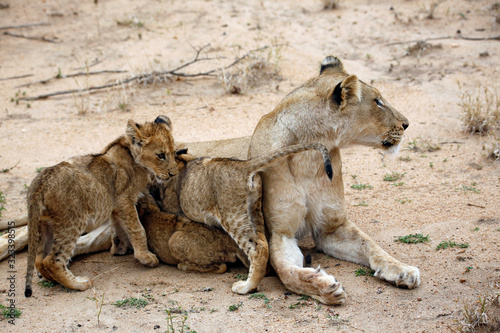 Lioness with Three Cubs. Kruger Park, South Africa