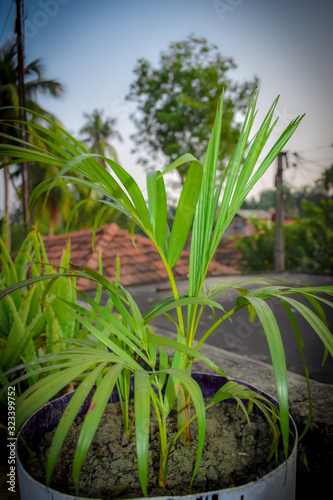 areca plant © Rahul