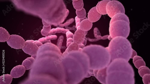 streptococcus pneumoniae, streptococcus, bacteria, pneumococcal infections, pneumococcal, positive bacteria, pneumoniae, antibiotic, antimicrobial, bronchitis, contamination, disease, gram, health, il