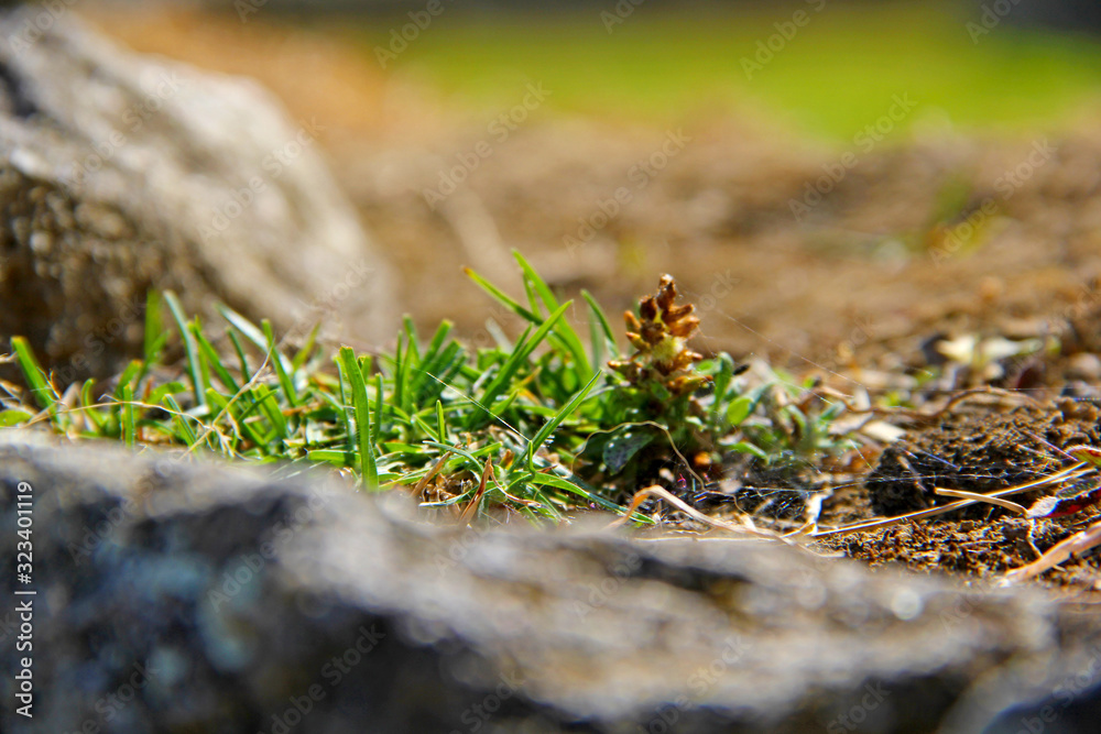 Nature Nature