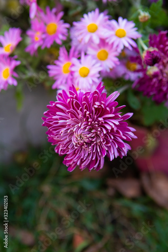 Beautiful pink-purple chrysanthemums. Bright bouquet.