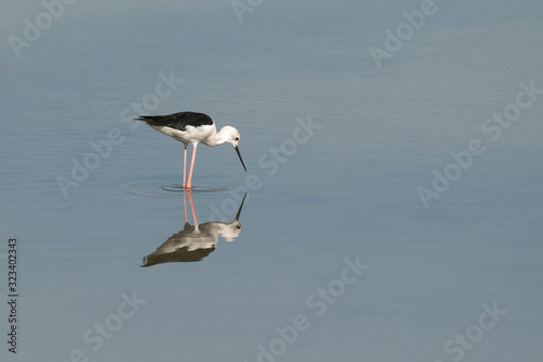 Reflection of a Black-winged Stilt (Himantopus himantopus), is seen in the still waters of a lagoon, where this wader with very long legs has been busy fishing.