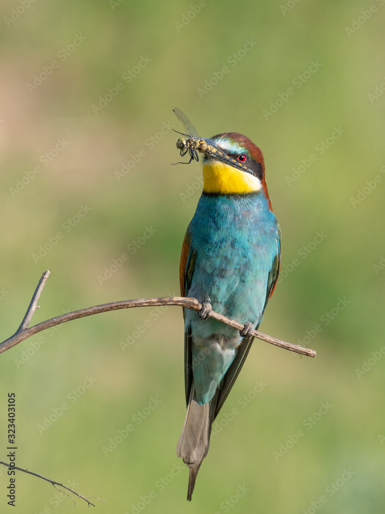 Obraz premium European Bee-eater, beautiful colored bird sitting on a twig,Merops apiaster, Dobrogea, Romania