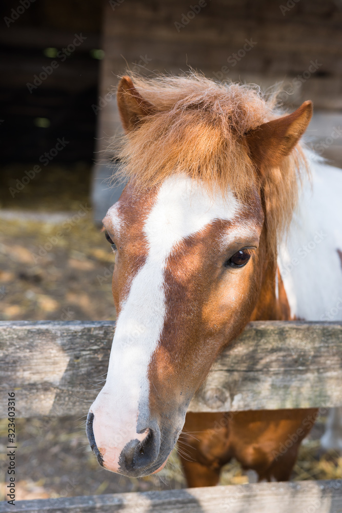 Obraz premium Brown white horse on a farm of domestic animals breeders curiously watching what is happening.