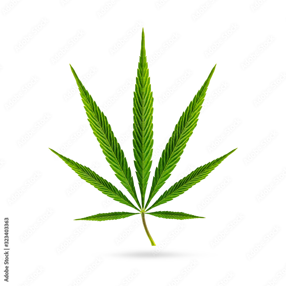Cannabis - Hemp Leaf Isolated on White Background Cannabis - Hemp Leaf Isolated on White Background