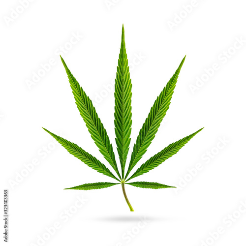 Cannabis - Hemp Leaf Isolated on White Background