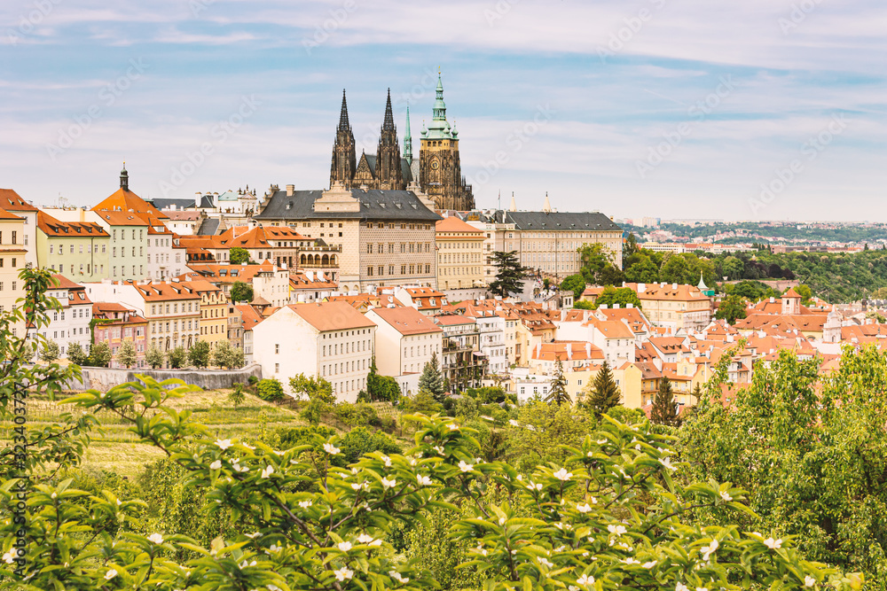 Prague Town in Spring with Green Plant on Foreground and Castle - St. Vitus Cathedral with Old Buildings on Background