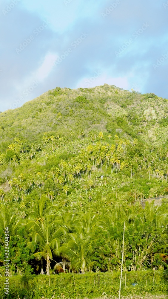 Portrait view, mountain coveerd with coconut trees and thick vegetation in the southern Philippines.