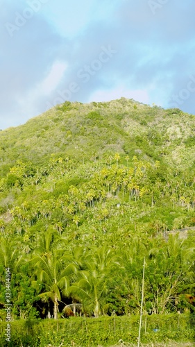 Portrait view, mountain coveerd with coconut trees and thick vegetation in the southern Philippines.