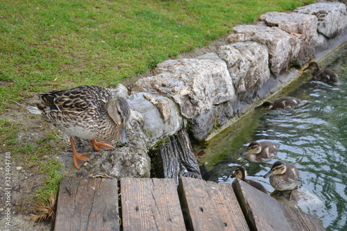 Birds of lake bled in the rain
