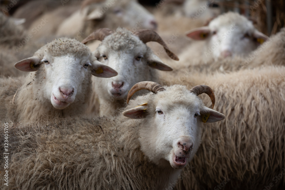 Fototapeta premium Schafherde