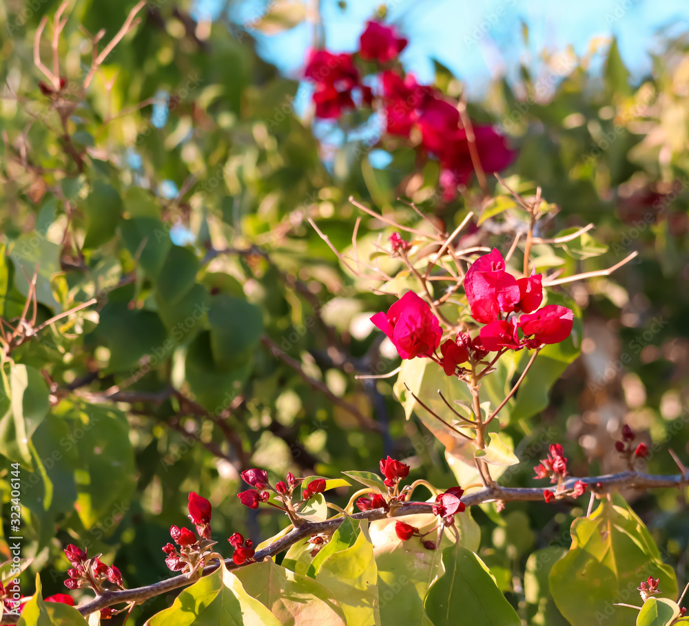 fresh red flowers beautiful view,red flowers close up view,Flore flowers fresh red flowers beautiful view,red flowers close up view,Flore flowers