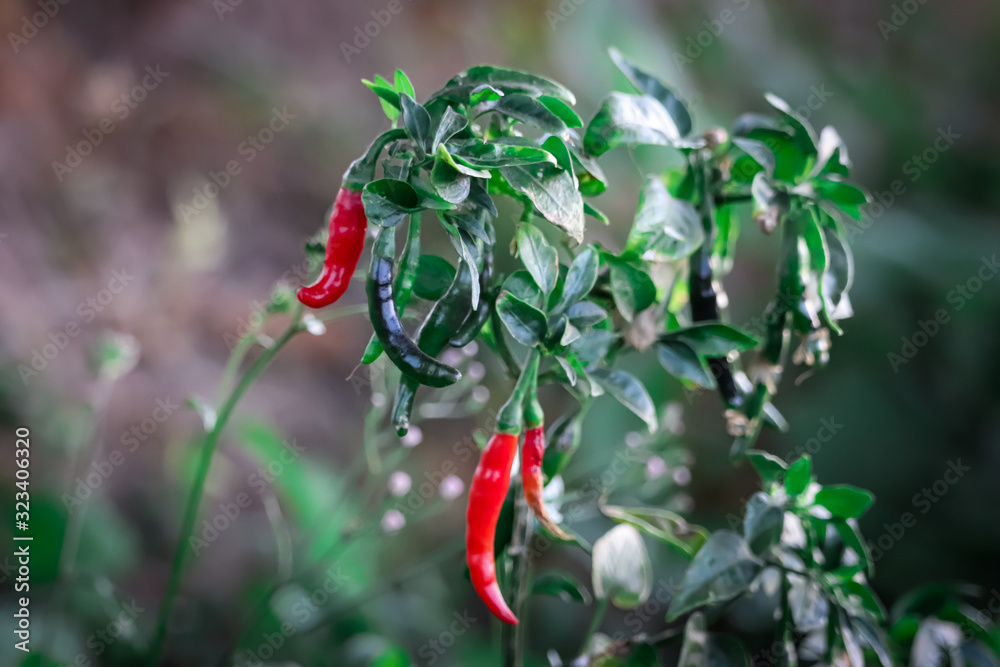 Organic Chilli or pepper plantation in farm garden. Red and green chillies fr,chili leafs and fruit,chili plants,chili plants with red chili and Green chili peppers, Organic Chilli or pepper plantation in farm garden. Red and green chillies fr,chili leafs and fruit,chili plants,chili plants with red chili and Green chili peppers,