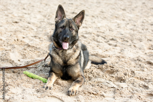 Negen maanden oude herder pup ligt in het zand. photo