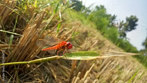  Dragonflies are an insect that has four thin, webbed wings of red tendons. Live in natural scenery. Beautiful natural scenery.
