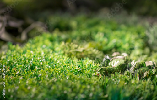 Floral background, fresh living green plant macro shot © Prostock-studio
