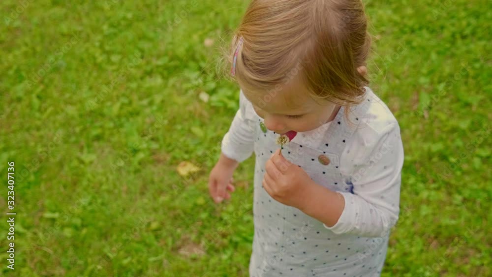 small girl in pretty overalls holds licks flower on lawn small girl in pretty overalls holds licks flower on lawn