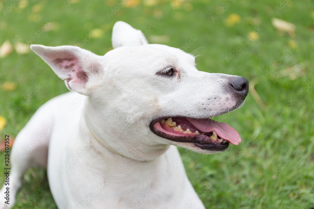 White dog, american stanford mix with podenco,