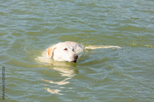 labrador is swimming