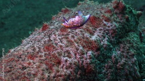 Nudibranch and Emperor shrimps riding (Thelenota anax) large sea cucumber  photo