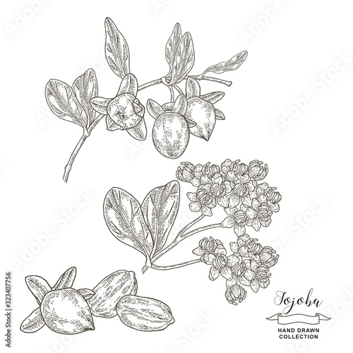 Konstfotografi Jojoba branch