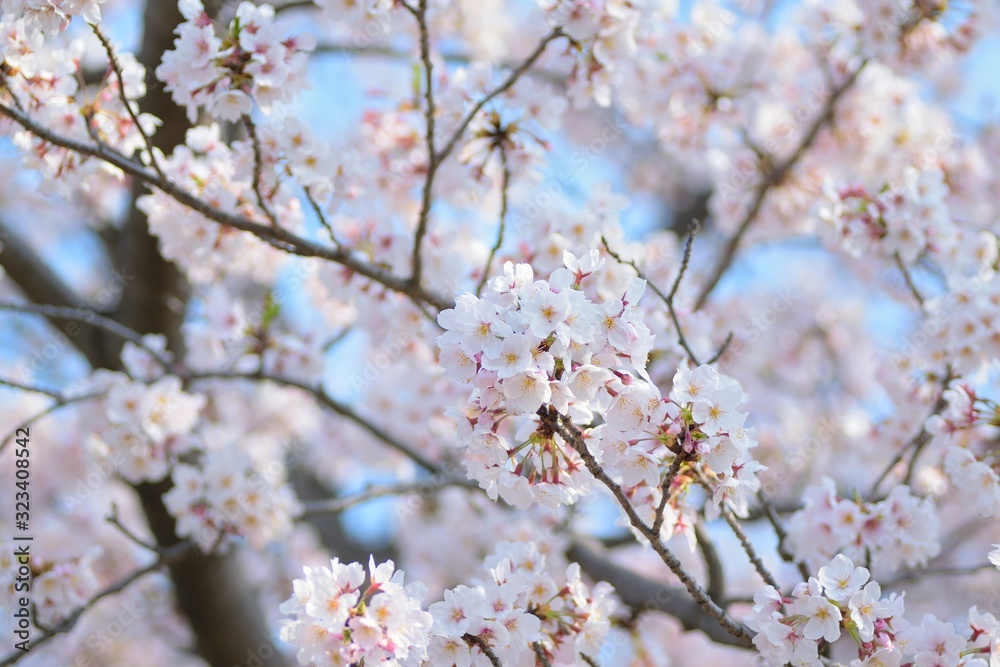 Landscape of White Cherry Blossoms in Japan