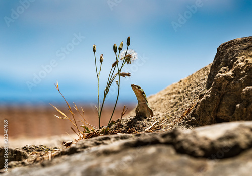 Italian wall lizard climbing on a ruin. Istanbul lizard in natural environment. Reptile Podarcis siculus. photo