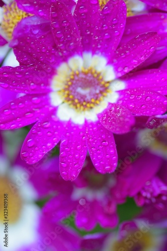 Macro texture of purple Cineraria flower with rain droplets