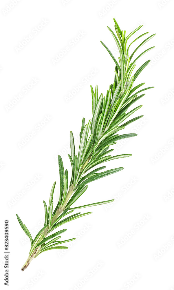 Fresh green sprig of rosemary isolated on a white background Fresh green sprig of rosemary isolated on a white background