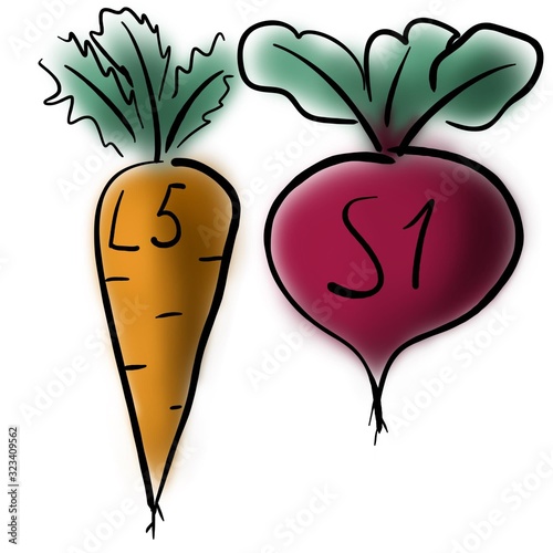  Spinal roots like carrot and beet photo