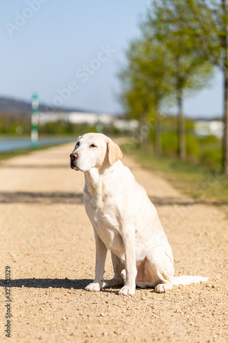 labrador is sitting on a path
