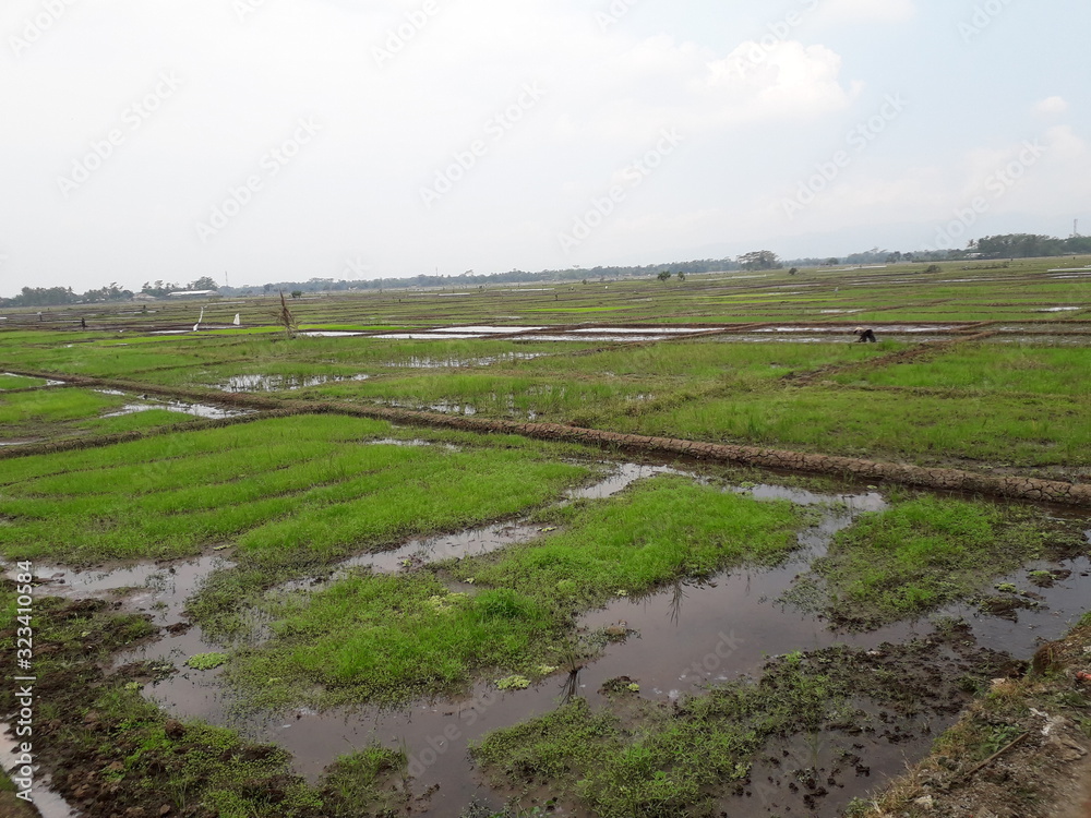 Obraz premium Rice fields that have not been planted during the day. Good for background, biology and more.
