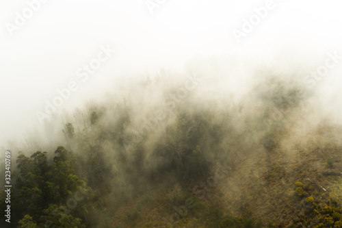 Über den Wolken Madeira Wald