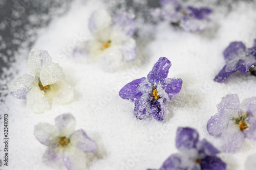 sweet candy - candied white and purple violet flower on sugar