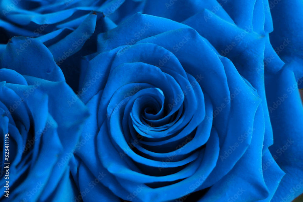 Textured beautiful background of classic blue roses.  Selective focus on petals.