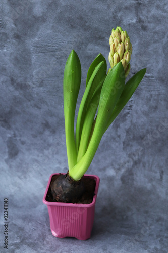 Hyacinth flower with unopened buds and fresh green leaves in a pink pot. Selective focus. Gardening bulbs. Spring flowers.
