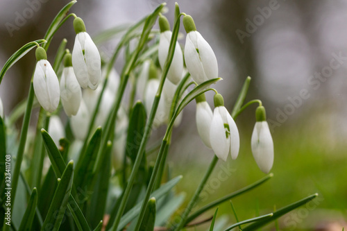 Snowdrop or common snowdrop (Galanthus nivalis) flowers wth a bokeh background photo