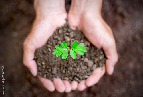 Men hand are planting the seedling into the soil,ecology concept.