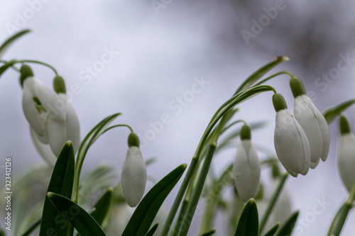 Snowdrop or common snowdrop (Galanthus nivalis) flowers wth a bokeh background photo
