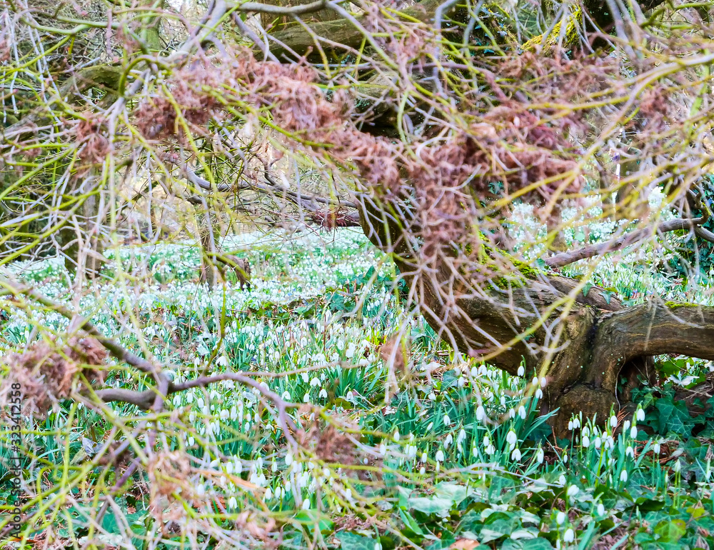 Viele Maiglöckchen am Feld unter dem Baum im Park Viele Maiglöckchen am Feld unter dem Baum im Park