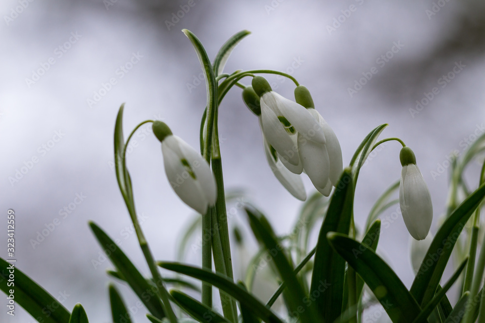 Snowdrop or common snowdrop (Galanthus nivalis) flowers wth a bokeh background Snowdrop or common snowdrop (Galanthus nivalis) flowers wth a bokeh background
