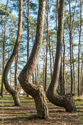 The crooked forest Krzywy Las in Poland