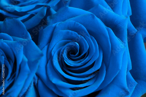 Textured beautiful background of classic blue roses. Selective focus on petals.
