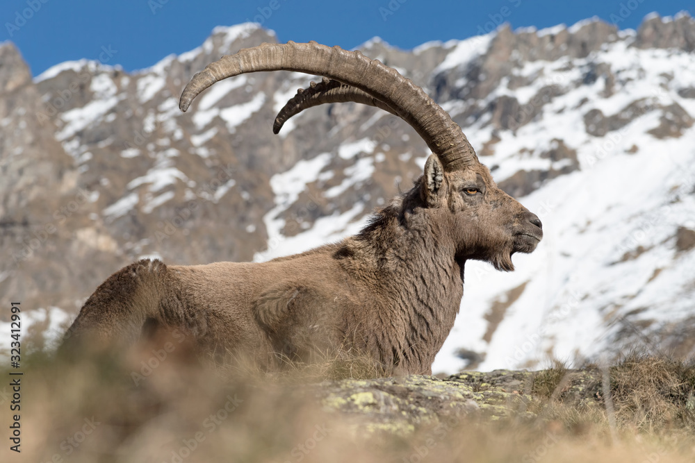 Relax for the Alpine ibex (Capra ibex)