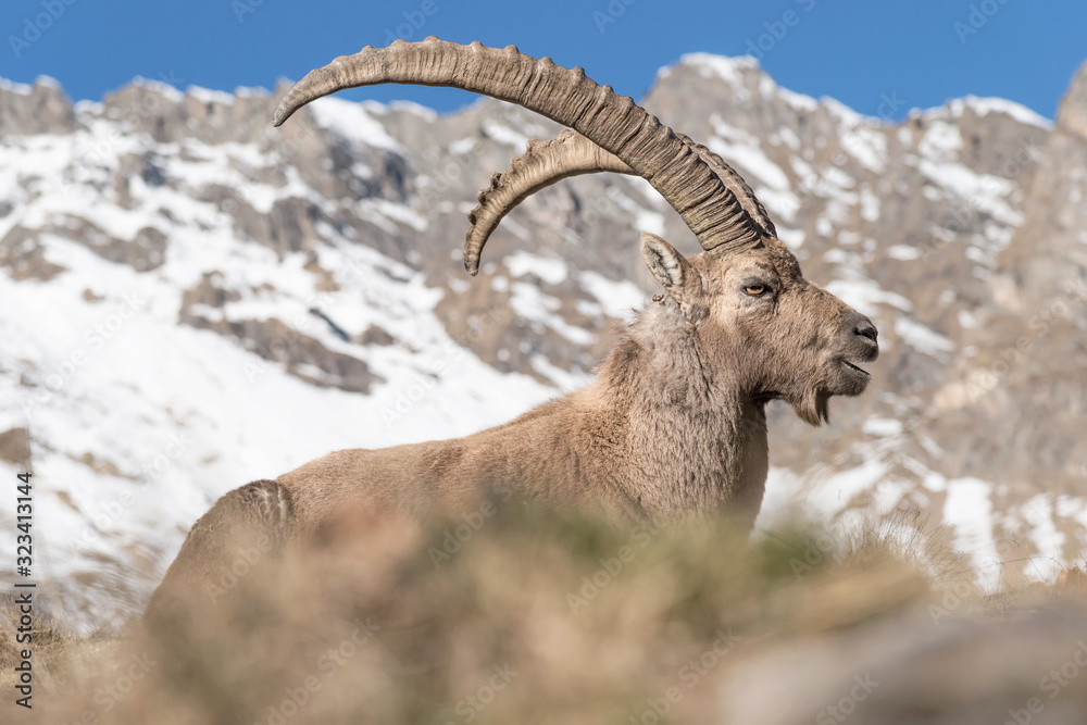 The king of the peak, portrait of Alpine ibex (Capra ibex) The king of the peak, portrait of Alpine ibex (Capra ibex)