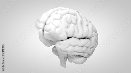 3D Illustration of human brain on clean background photo