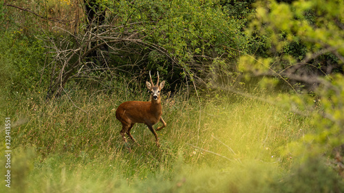 Corzo en sierra del Cadi, Catalunya, Spain