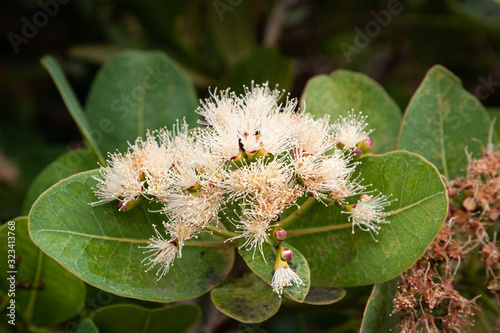Flowers and leaves of the water berry, Syzygium cordatum