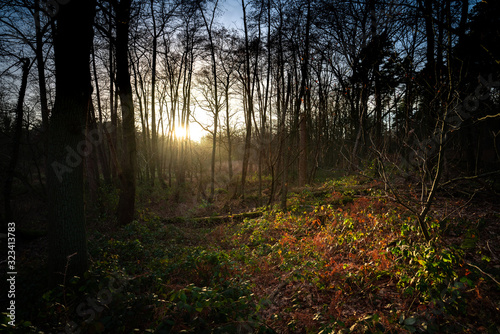 Leudal forest at Heythuysen, Limburg.  Sun rays lighting up the foliage. Landscape in the Netherlands. photo