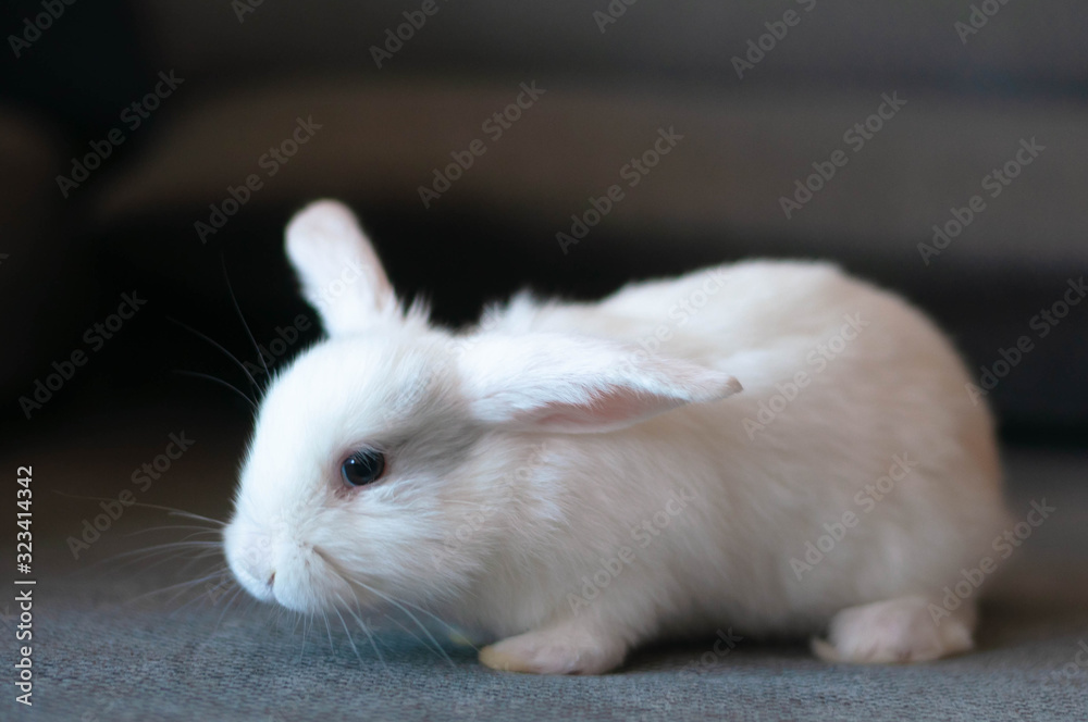 small domestic lop white rabbit long-eared posing small domestic lop white rabbit long-eared posing